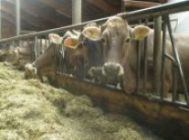 Braunvieh-Kühe im Stall beim Fressen