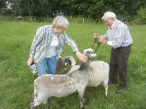 Ein älteres Paar streichelt Schafe auf einer Wiese