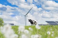 Kuh auf der Weide vor Solarpanels und einem Windrad