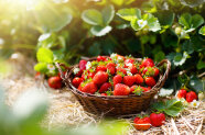 PM_Bayerische Erdbeeren: Erdbeeren selbst gepflückt