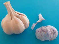 Eine ganze und eine halbe Knoblauchknolle
