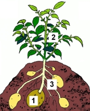 Schematische Darstellung einer Kartoffelpflanze mit Kartoffeln im Acker