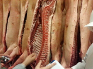 Demonstration der Klassifizierung an Schweinehälften