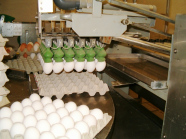 Eiersortierungsanlage