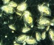 Digitalaufnahme Zooplankton