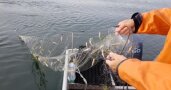 Ein Fischer zieht gefangene kleine Fische im Netz aus dem Wasser.