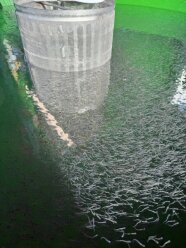 Draufsicht auf ein mit Felchenbrut besetztes Rundbecken am Standort Nonnenhorn