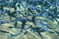 Viele Fische tummeln sich im klaren Wasser.