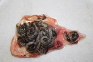 Aalschwimmblase mit vier präadulten und 39 adulten Schwimmblasenwürmern 