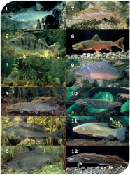 Collage mit verschiedenen Fischarten