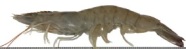 Riesengarnele (Litopenaeus vannamei)
