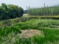 Teich neben einem Hopfengarten.