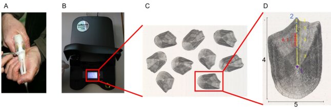 Abbildung 1: Schuppenentnahme bei Renken [A], Digitalisierung der Renkenschuppen mittels Diascan [B], vollständiger Scan von zehn Renkenschuppen [C], biometrische Zielgrößen, die automatisch erfasst werden (siehe Zielsetzung). 