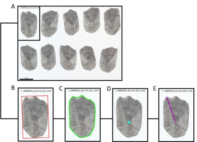 Abbildung 2: Digitalisierung von 10 Renkenschuppen desselben Fisches [A], Segmentierung und Berechnung von Länge und Breite [B], Berechnung von Umfang und Fläche [C], Zentrumserkennung [D], sowie Bestimmung des maximalen oralen Schuppenradius und Erfassung von Circulianzahl/abstand und Jahresringen [E].