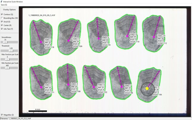 Abbildung 3: Automatische Analyse von 10 Renkenschuppen im interaktiven Modus. Die Schuppe in der unteren rechten Ecke dient als Referenzschuppe (Mitte gelb markiert und durch die Lupe hervorgehoben). Jahresringe werden entlang des längsten Radius vom Zentrum zum Rand erkannt und als Punkte markiert.