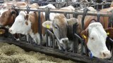 Neugierige Kühe im Stall.