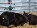 Wagyu Rinder Mutter und Kalb ruhen mitten im EuroTier-Trubel