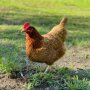 Braunes Huhn auf Wiese