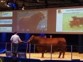 Prächtiger Angus Bulle auf der EuroTier 2024 mit Betreuer auf einer Bühne