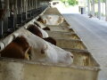 Morgens um acht war noch kein Besucher da und die Kühe genossen den luftigen und schattigen Futtertisch im Gruber Milchviehstall