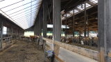 Blick in den Offenfrontstall des Betriebes Helminger beim Praxistag mit DigiMilch