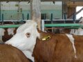 Der Sensor im Ohr der Kuh sammelt und sendet Daten zu Umgebungstemperatur, Luftdruck, Feuchte und Verhalten