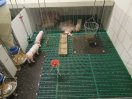 Schweine in einer KomfortPlus-Bucht mit Liegebereich, Heuraufe, Spielzeug und Microsuhle