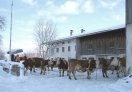 Rinder im Schnee vor einem Gebäude