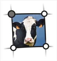 Logo: Kopf einer schwarzweiß gefleckten Kuh in einem blauen Viereck.
