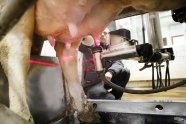 Ansetzen eines Melkbecher bei einer Kuh im Melkroboter