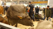 Milchkühe live vor Ort auf der EuroTier, die viele Besucher anzogen