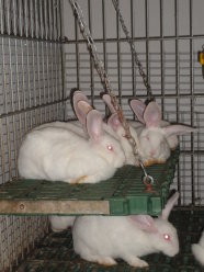 Mehrere Kaninchen auf erhöhter Ebene