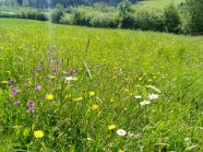 bunt blühendes artenreiches Grünland