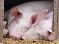Zwei Schweine liegen im Stroh und schauen aus einer Bucht