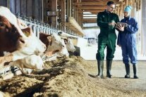 zwei Personen mit Laptop in der Hand stehen in einem Kuhstall