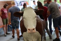 Die Simulationskuh Kathi steht zur Übung bereit.