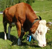 Eine grasende Kuh trägt um den Hals einen GPS-Sender.