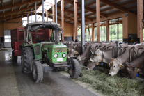 Traktor auf dem Futtertisch in einem Laufstall mit Braunvieh-Kühen