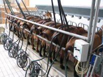 Ilt 3 Pferde Und Schafe Melktechnische Ausstattung In Milchziegenbetrieben Ziegenmelken Sbs Delaval
