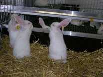 Drei weiße Kaninchen im Stall tragen Ohrmarken mit Transpondern.
