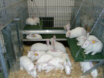 Im Bodenabteil mit erhöhter Ebene und Unterschlupf befinden sich zahlreiche weiße Kaninchen.