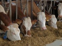 4 braun-weiße Kuhköfpe fressen durch ein Fressgitter im Stall
