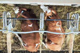 Zwei Kühe liegen im Stall.