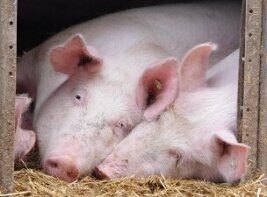 Zwei Schweine liegen im Stroh und schauen aus einer Bucht