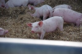 Mehrere Ferkel wühlen im Stroh