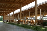 Kühe am Fressgitter in einem Stall aus Holzkonstruktion