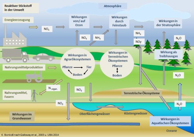 Schaubild: Reaktiver Stickstoff in der Umwelt - Wirkpfade von der Entstehung (Energieerzeugung und Nahrungsmittelproduktion) über die verschiedenen Wirkungen auf Ökosysteme und Übergang in die Atmosphäre