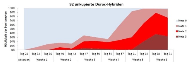Darstellung der Häufigkeit und Schwere der Schwanzverletzungen bei Duroc-Hybriden (DG 9)