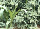Amarantpflanzen in einem Maisfeld