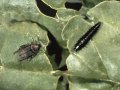zwei unterschiedliche schwarze Käfer auf angefressenen Blättern